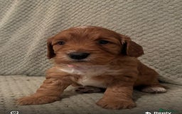 Cockapoo dogs for sale: Adorable F1 cockapoos for sale  - Image 6