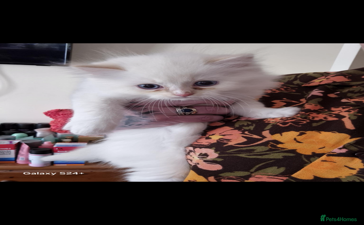 Persian cats - Advert 1