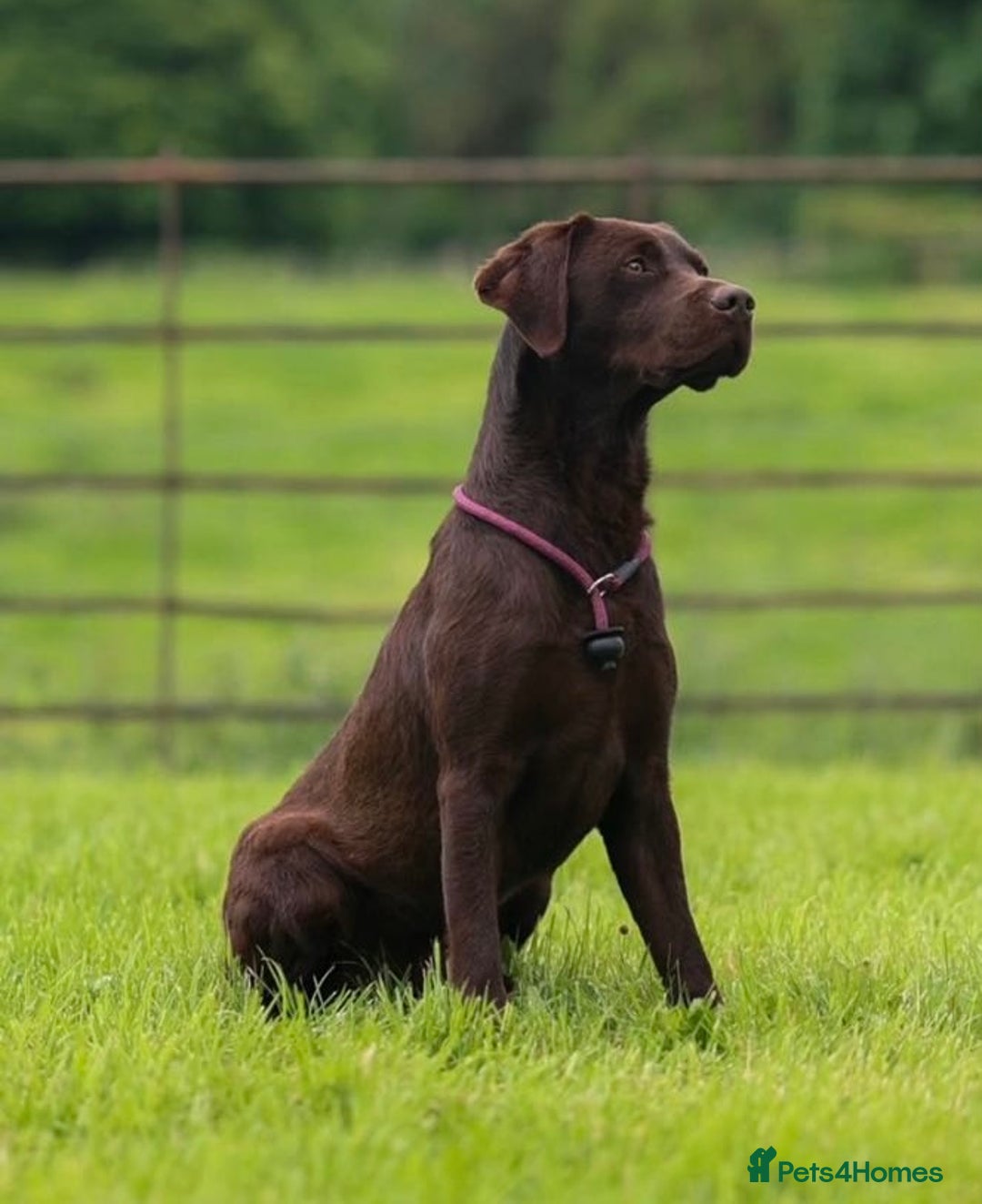 Labrador Retriever dogs for stud: WORKING CHOCOLATE LABRADOR STUD 0/0 HIPS & ELBOWS - Image 1