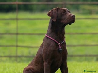 Labrador Retriever dogs WORKING CHOCOLATE LABRADOR STUD 0/0 HIPS & ELBOWS - Advert 6