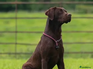 Labrador Retriever dogs WORKING CHOCOLATE LABRADOR STUD 0/0 HIPS & ELBOWS - Advert 19