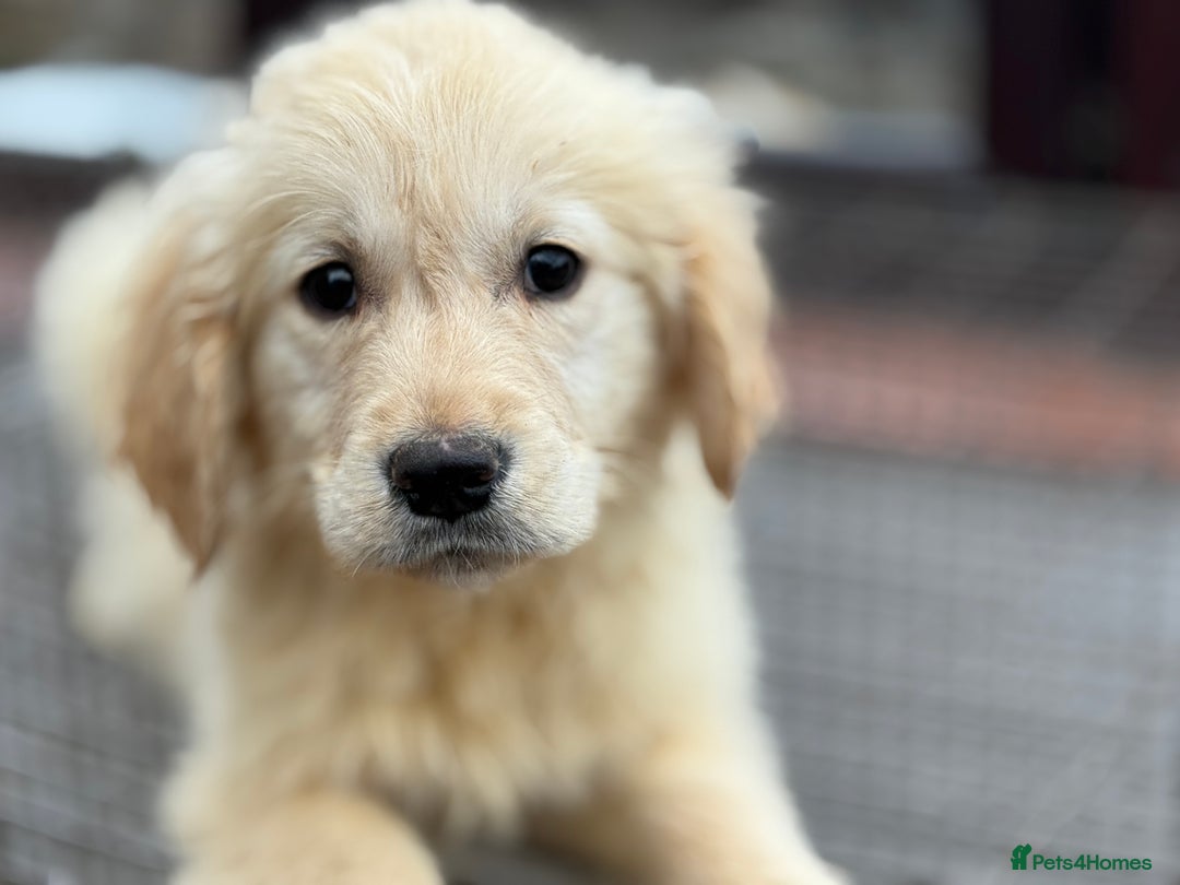 Golden Retriever dogs for sale: GOLDEN RETRIEVER PUPPIES BRED FOR TEMPERAMENT - Advert 8