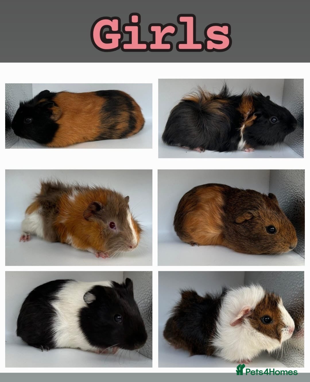 Guinea Pig rodents Guinea Pigs  - Advert 2