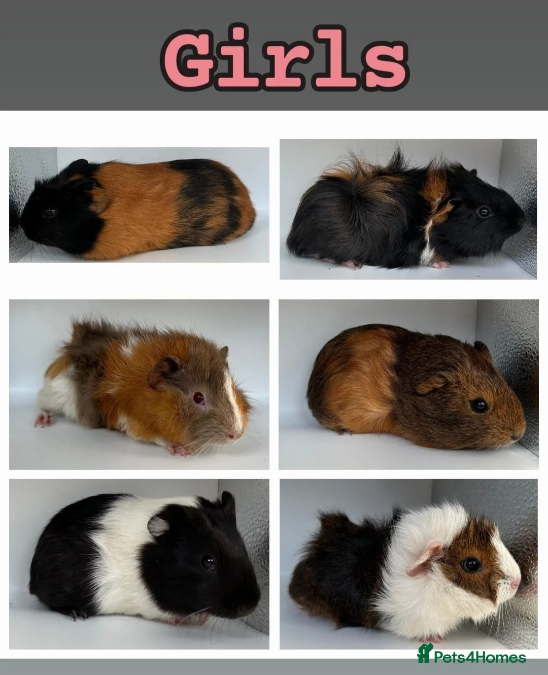 Guinea Pig rodents for sale: Guinea Pigs  - Advert 2