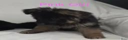 German Shepherd dogs for sale: Gorgeous German Shepherd Puppies For Sale - Advert 36
