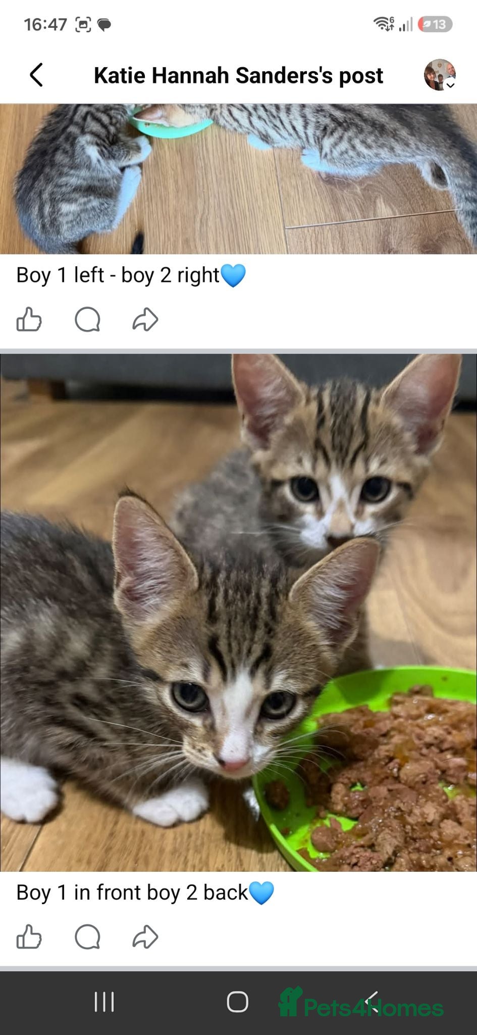 Mixed Breed cats 2 male kittens - Advert 1