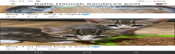 Mixed Breed cats for sale: 2 male kittens in Pontypool - Advert 1