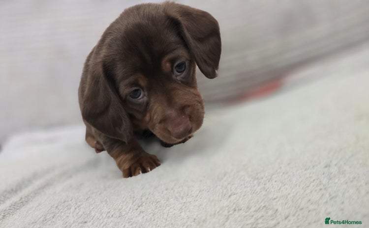 Dachshund dogs in Wolverhampton - Advert 14