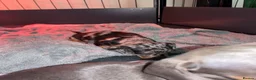 Miniature Dachshund dogs for sale: 2 x Boys Left Miniature Dachshund Pups - Advert 14