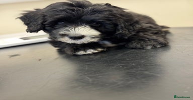 Sheepadoodle dogs - Advert 6