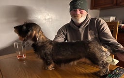 Miniature Dachshund dogs for sale: Pebbles Wirehair Miniature Dachshund  - Image 12