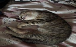 Mixed Breed cats for sale: Kittens 😸 MaineCoon x kittens READY TODAY ❤️😸🐈 - Image 26