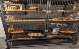 Chinchilla rodents for sale: Chinchilla  - Image 4