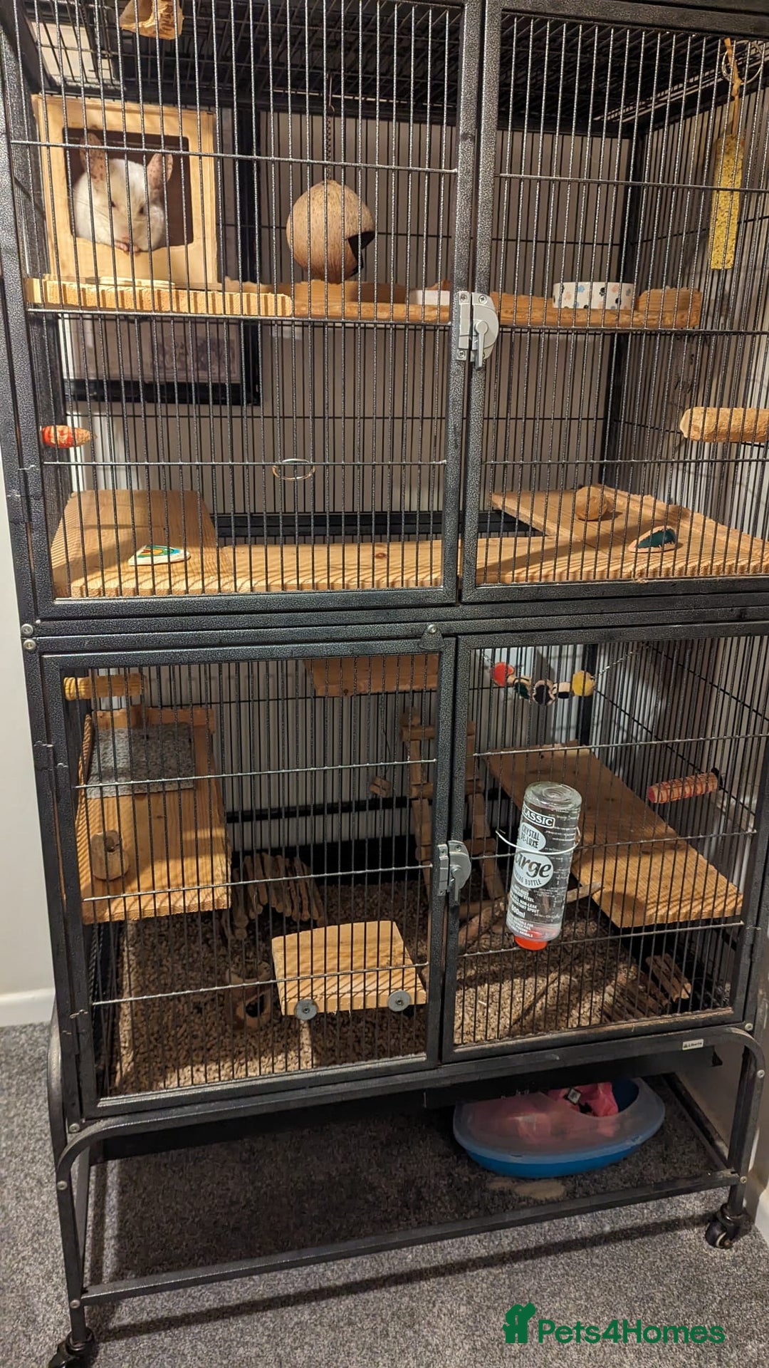 Chinchilla rodents for sale: Chinchilla  - Image 4