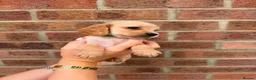 Cocker Spaniel dogs for sale: Cocker spaniel show puppy’s  - Advert 4