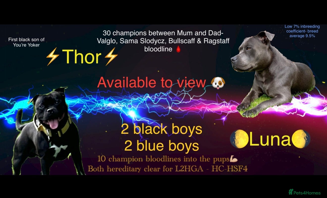 Staffordshire Bull Terrier dogs 🐾Blue & Black Staffordshire bull terrier pups🐾 - Advert 17