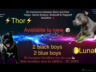 Staffordshire Bull Terrier dogs 🐾Blue & Black Staffordshire bull terrier pups🐾 - Advert 17