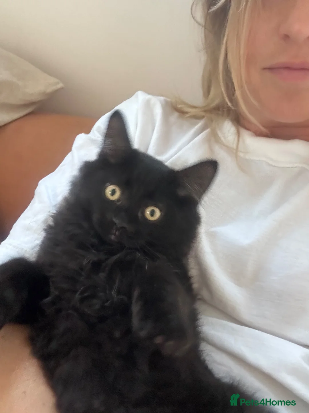 Ragdoll cats for sale: Affectionate 3/4 Ragdoll perfect family Pets - Advert 2