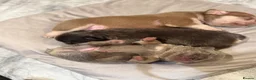 French Bulldog dogs for sale: Stunning French Bulldog puppies  - Advert 14