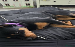 Rottweiler dogs for sale: Remi the Rotty - Advert 3