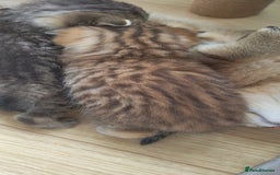 Scottish Fold cats for sale: Scottish Fold kittens -waiting list NOW OPEN! 😻 - Image 11