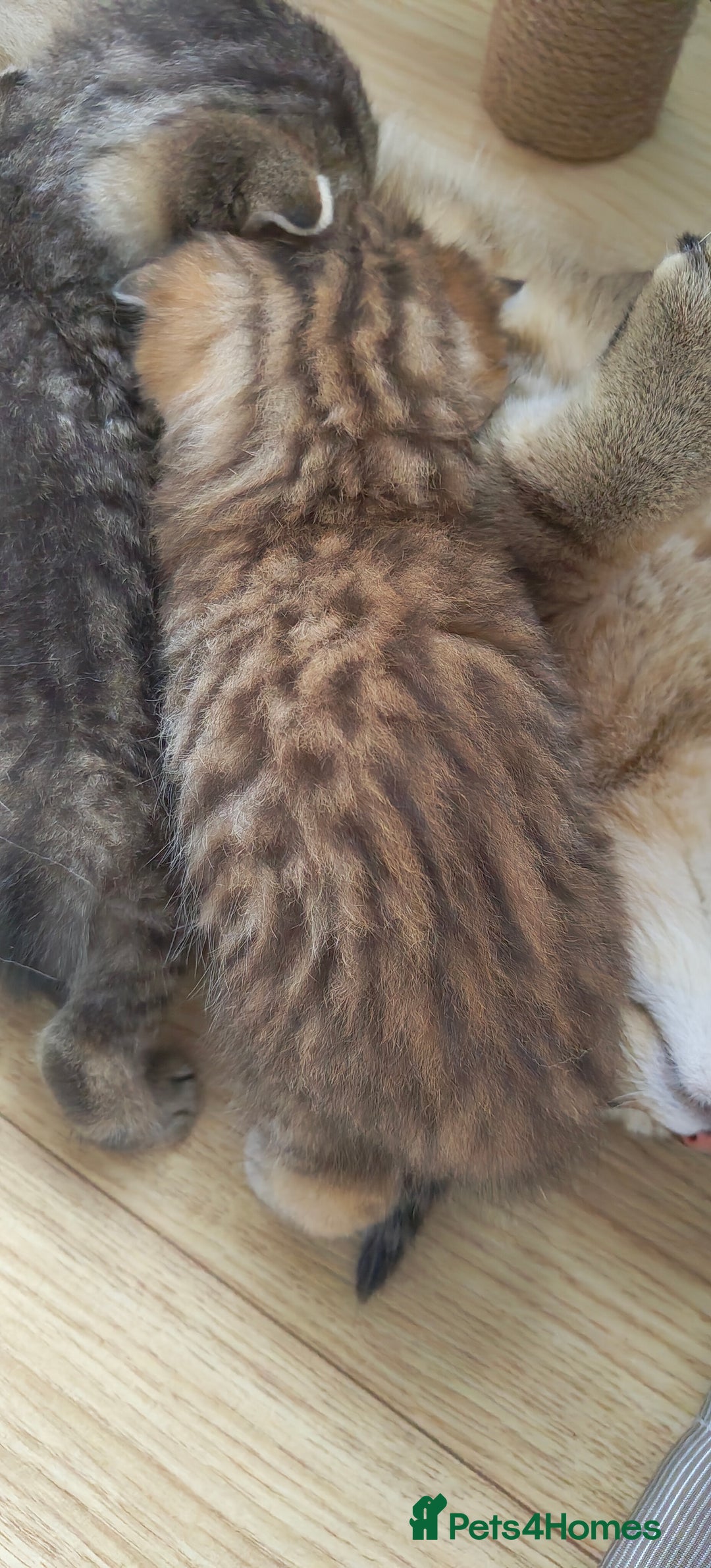 Scottish Fold cats for sale: Scottish Fold kittens -waiting list NOW OPEN! 😻 - Image 11