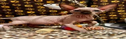 Sphynx cats for sale: 🐾 Beautiful Sphynx Kittens  ready to leave🐾 - Advert 5