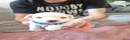 Maltipoo dogs for sale: Premium Isabella & Ivory Mini Maltipoo F2   in Pontefract - Advert 15