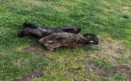 Shih Tzu dogs for sale: Shih tzu puppies looking for a forever home. - Image 20