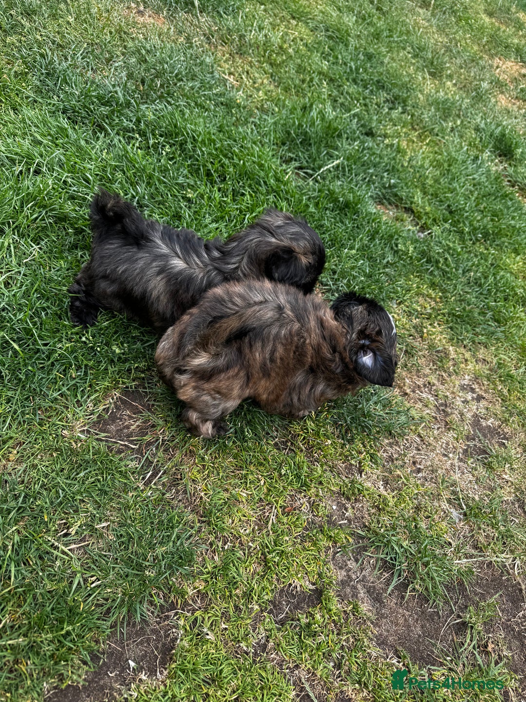 Shih Tzu dogs for sale: Shih tzu puppies looking for a forever home. - Image 20