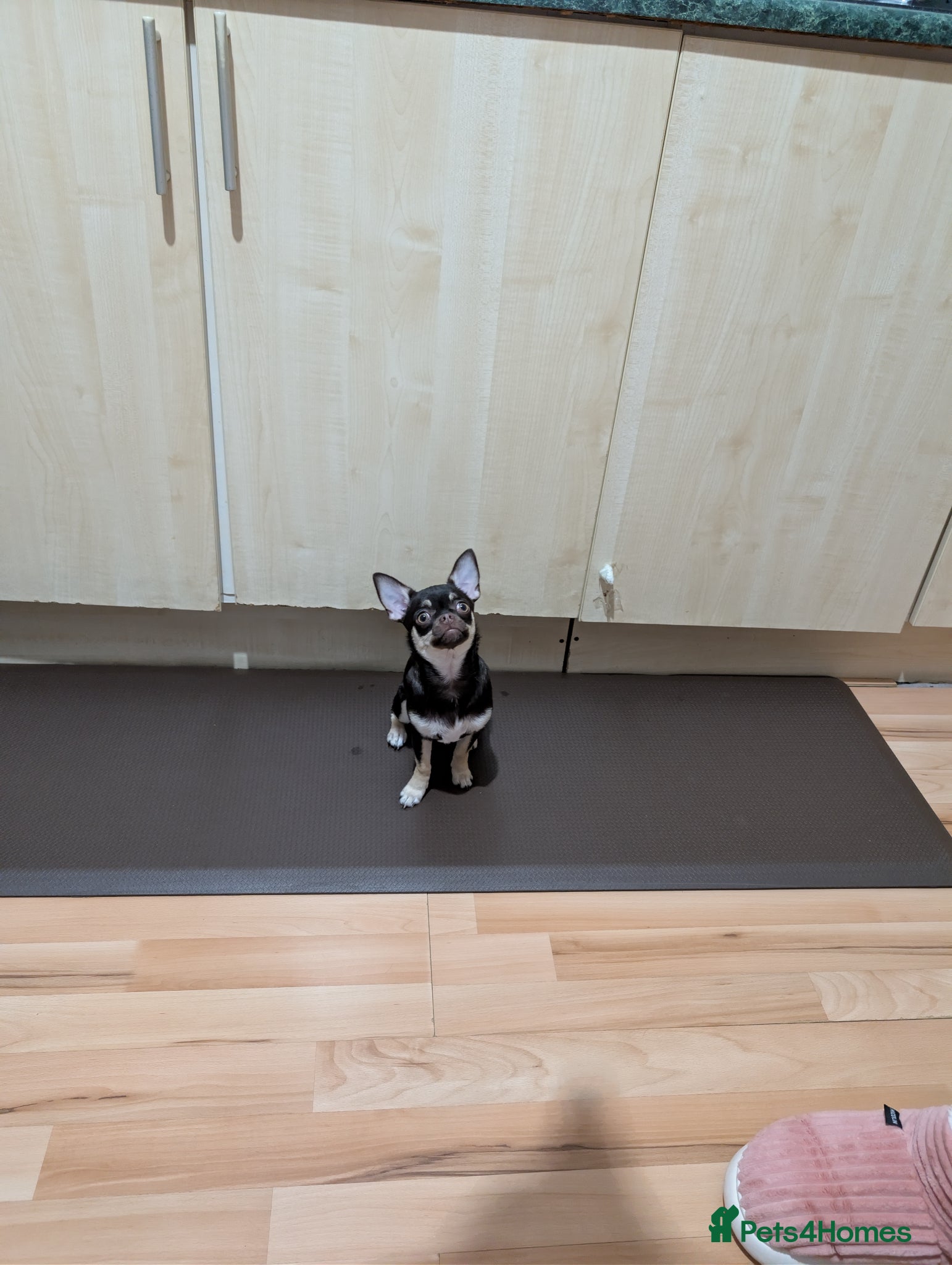 Chihuahua dogs STILL AVALIBLE APPLE HEAD S/C GIRL  - Advert 6