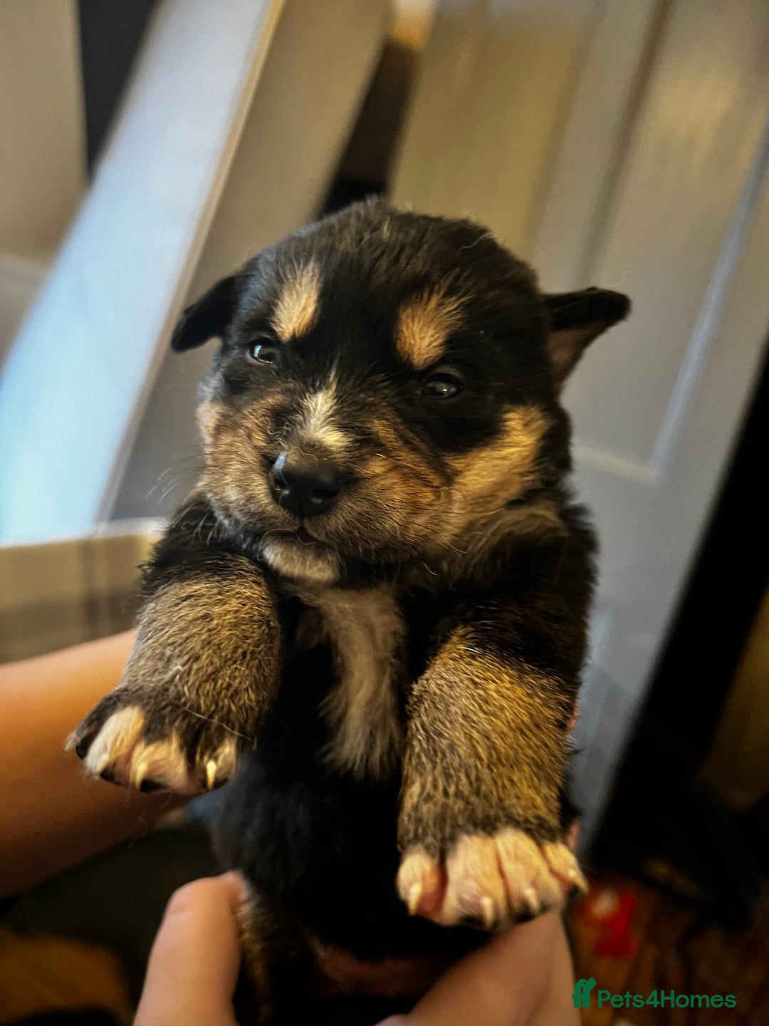 Mixed Breed dogs for sale: Bernese X Huskydor Pups - Advert 17