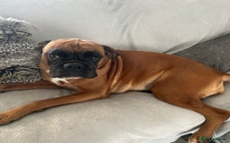 Boxer dogs for sale: Boxer puppies K.C registered  - Image 2