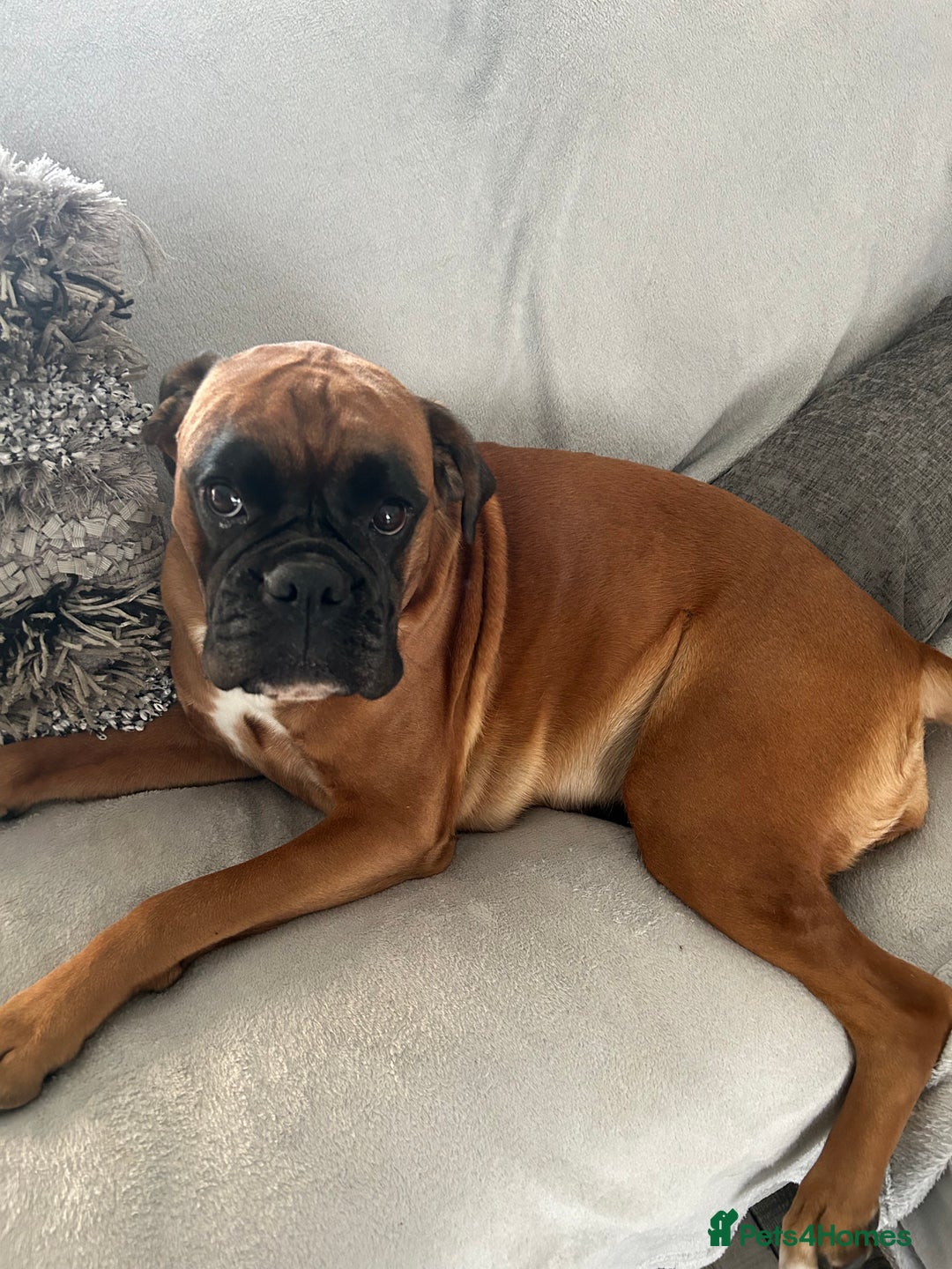 Boxer dogs for sale: Boxer puppies K.C registered  - Image 2