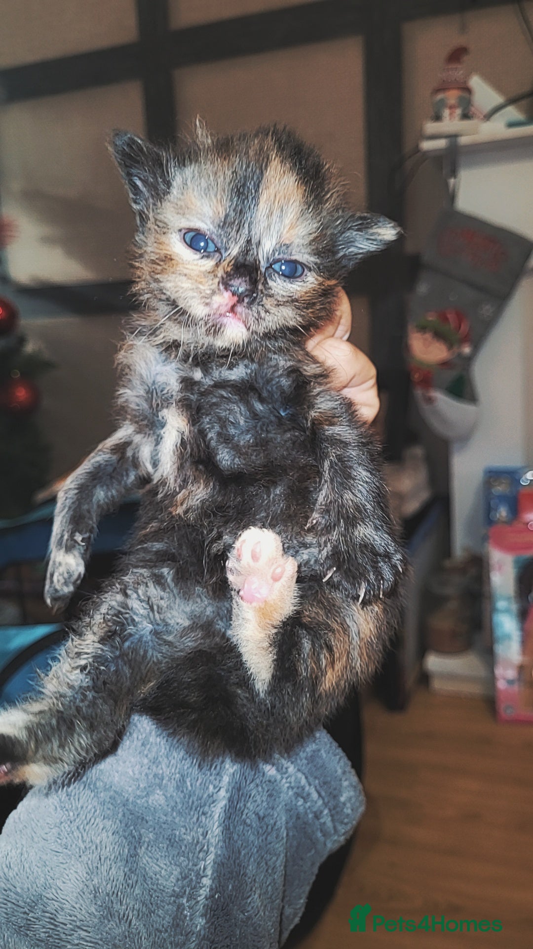 Mixed Breed cats for sale: Beautiful mixed kittens  - Advert 3