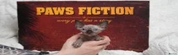 Sphynx cats for sale: Blanket Loving Canadian Sphynx in Manchester - Advert 21