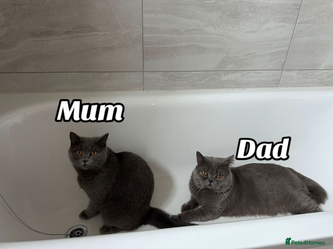 British Shorthair cats for sale: Adorable British Shorthair Kittens  - Image 16