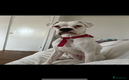 Boxer dogs for sale: READY NOW !!!! 1 GIRl 1 BOY LEFT  - Advert 8