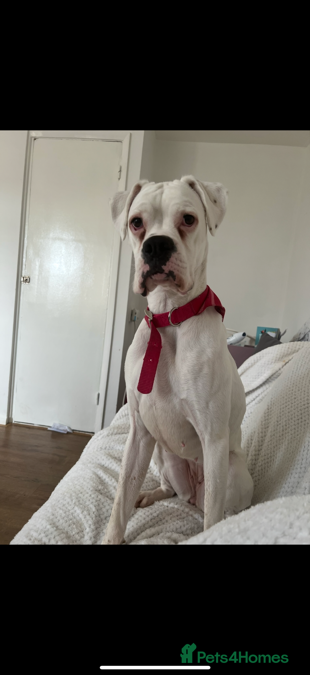 Boxer dogs for sale: READY NOW !!!! 1 GIRl 1 BOY LEFT  - Advert 8