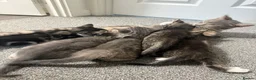 Mixed Breed cats for sale: Kittens  in Haverhill - Advert 7