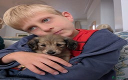 Miniature Dachshund dogs for sale: Beautiful kc long haired mini sausages - Image 3