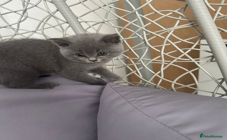 British Shorthair cats - Advert 2
