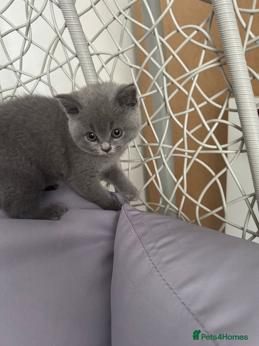 British Shorthair cats for sale: British shorthair kittens last male  - Image 1