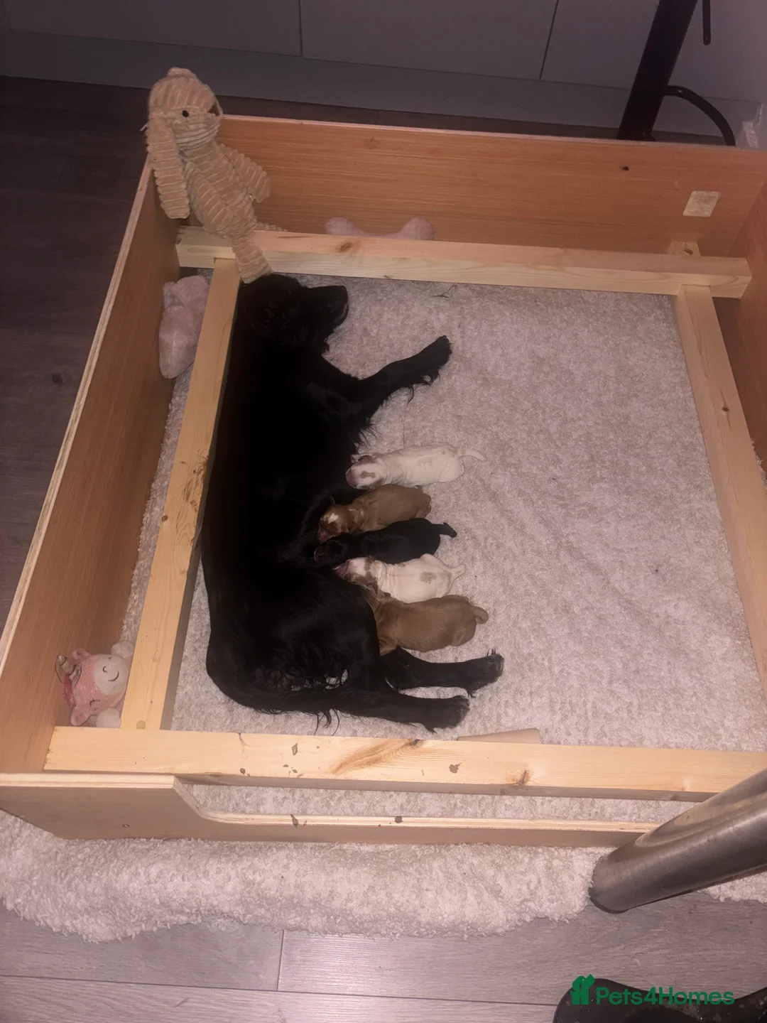 Sprocker dogs for sale: Female sprocker 💖 - Advert 2