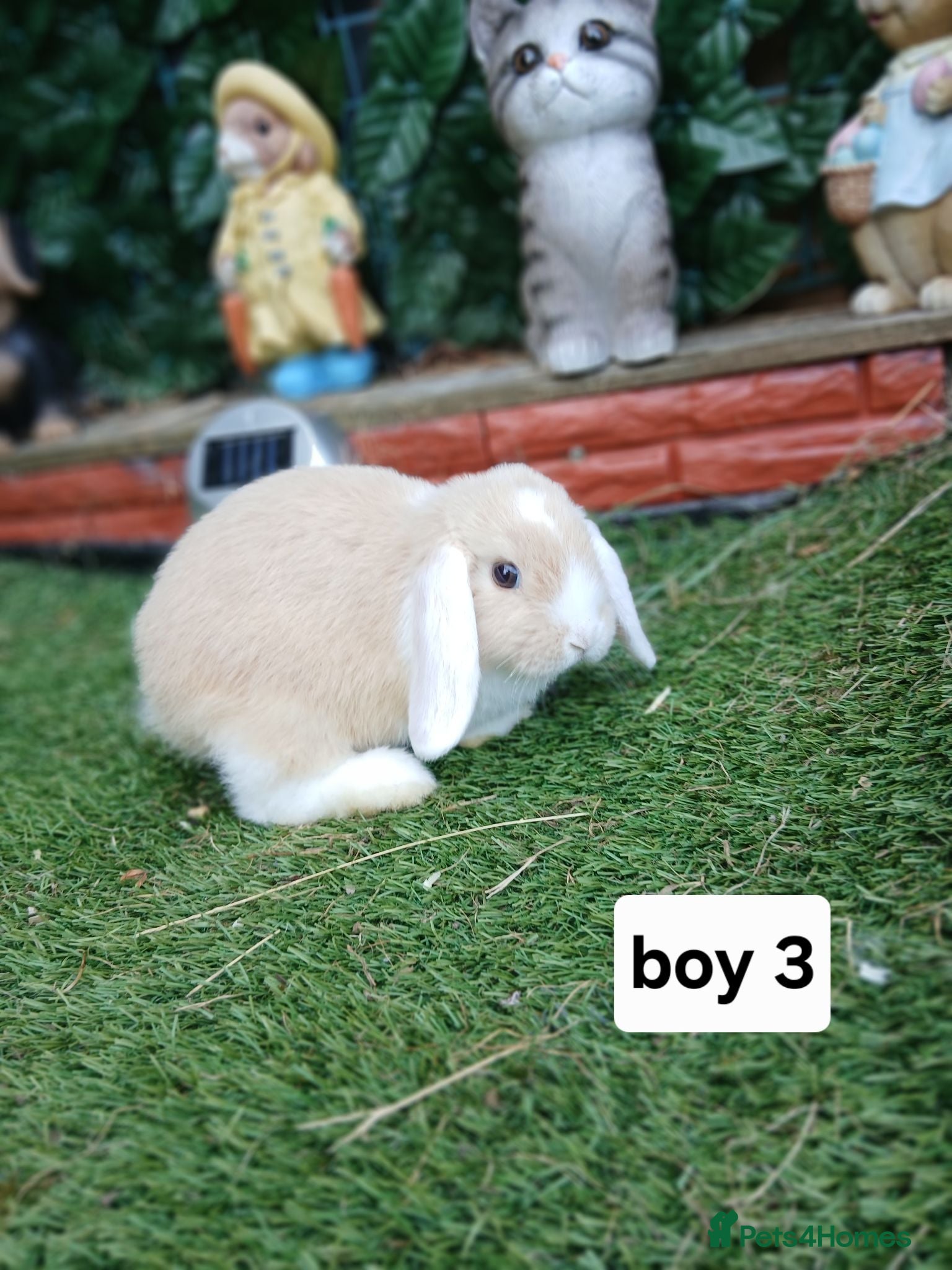 Mini Lop rabbits 8 Mini lop baby rabbits for sale - Advert 2