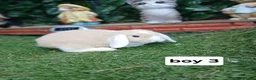 Mini Lop rabbits for sale: 8 Mini lop baby rabbits for sale - Advert 2
