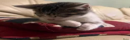 Mixed Breed cats for sale: 6 Lovely kittens for sale  - Advert 20