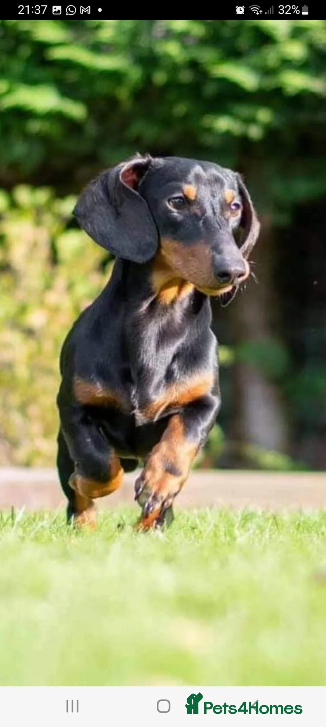 Miniature Dachshund dogs for stud: Leprimas Delboy - Advert 4