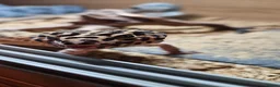 Leopard Gecko reptiles for sale: Leopard Gecko & Set Up in Havant - Advert 3