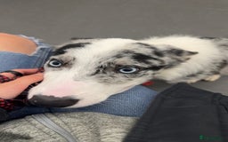 Mixed Breed dogs for sale: Blue  - Image 8